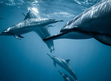 乐鱼体育：点燃热爱，开启全新体育观赛与互动体验